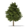 3d European Yew