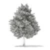 3d European Yew