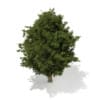 3d European Yew
