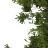 3d European Yew