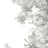 3d European Yew