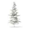 3d Blue Atlas Cedar