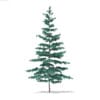 3d Blue Atlas Cedar
