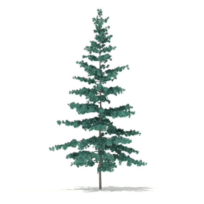 Blue Atlas Cedar (Cedrus atlantica) 2.7m