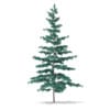 3d Blue Atlas Cedar