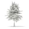 3d Blue Atlas Cedar