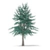 3d Blue Atlas Cedar