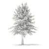 3d Blue Atlas Cedar