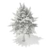 3d Blue Atlas Cedar