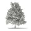 3d Blue Atlas Cedar