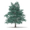 3d Blue Atlas Cedar