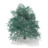 3d Blue Atlas Cedar