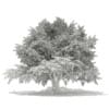 3d Blue Atlas Cedar