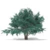 3d Blue Atlas Cedar