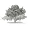 3d Blue Atlas Cedar