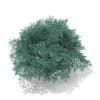 3d Blue Atlas Cedar