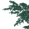 3d Blue Atlas Cedar