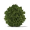 CGAxis Models Volume 69 Trees VIII - Image 37