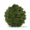 3d White Cedar