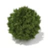 3d White Cedar