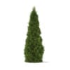 CGAxis Models Volume 69 Trees VIII - Image 38