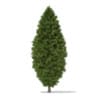 CGAxis Models Volume 69 Trees VIII - Image 39