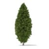 3d White Cedar