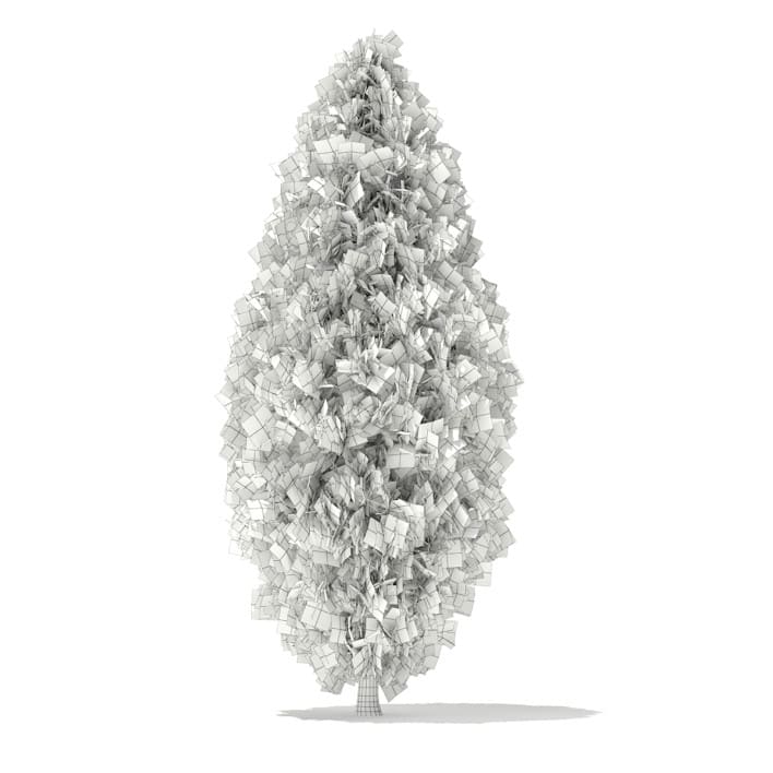 3d White Cedar