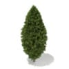 3d White Cedar