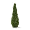 CGAxis Models Volume 69 Trees VIII - Image 40