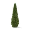3d White Cedar