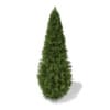 3d White Cedar