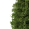 3d White Cedar