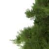 3d White Cedar