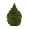 CGAxis Models Volume 69 Trees VIII - Image 42