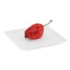 Habanero Chilli on White Plate