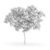 Wild Service Tree
