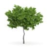 Wild Service Tree