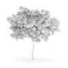 Wild Service Tree