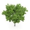 Wild Service Tree