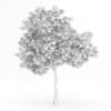 Wild Service Tree