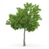 Wild Service Tree