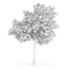 Wild Service Tree