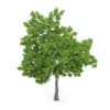 Wild Service Tree