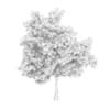 Wild Service Tree