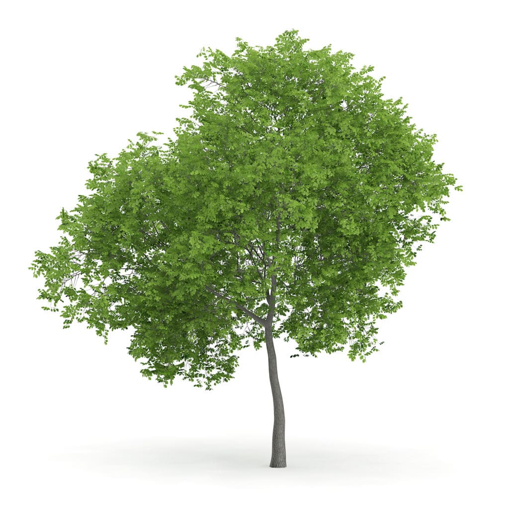 3D Trees IX - CGAxis Models Volume 72 | CGAxis.com