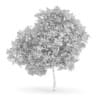 Wild Service Tree
