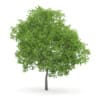 Wild Service Tree