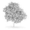 Wild Service Tree