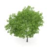 Wild Service Tree